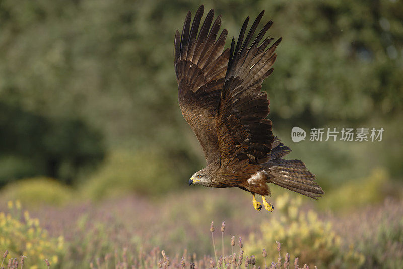 黑鸢(Milvus migrans)